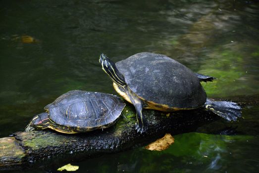 Two sea turtles taking a sun bath