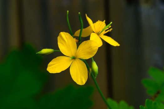 Macro close up shot of a yellow spring flower

