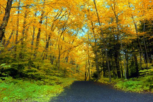 Bright orange colored leaves during the fall season