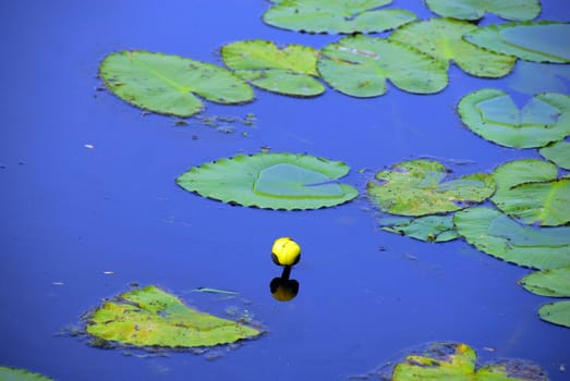 An yellow lily on a serene pond