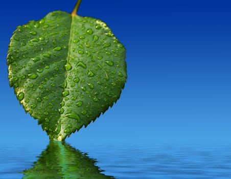 A green leaf isolated on a bue sky with water reflection