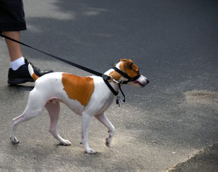 A dog faithfully leading her master on the road