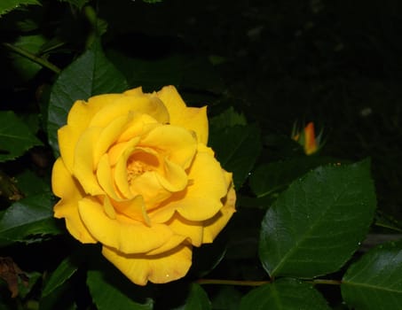 Close up macro of curls of an yellow rose