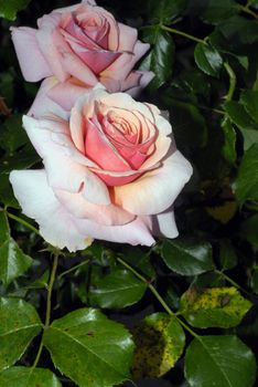 Roses at bloom in a local rose garden