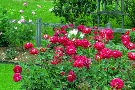 Roses at bloom at a local rose park