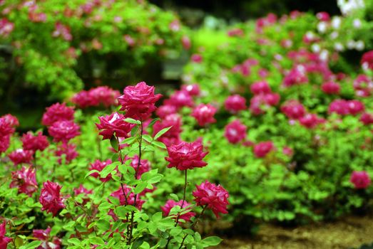 Roses at bloom in a local rose garden