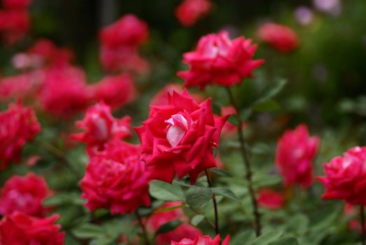 Roses at bloom at a local rose park