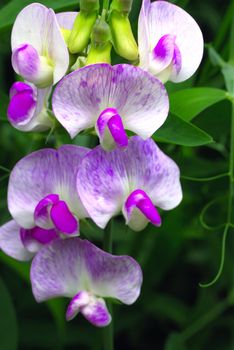 Close up shot of pink sweet pea flower