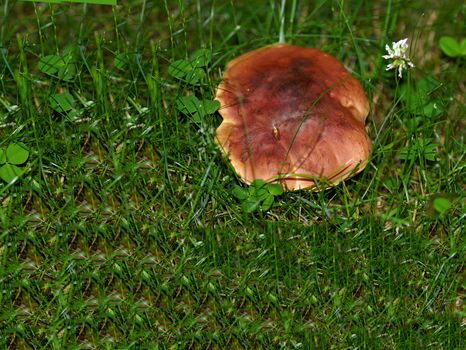 A wild mushroom grown after a rainy season