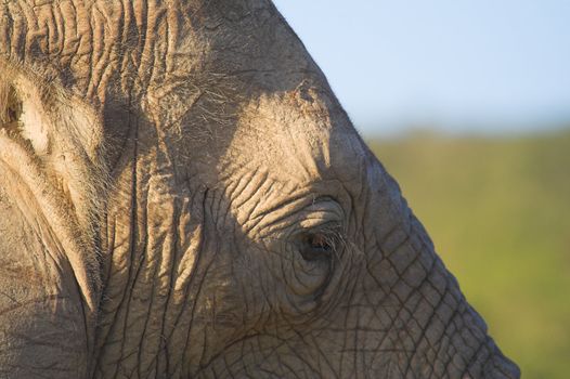 Close up of an African Elephant head