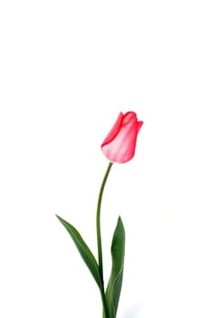 pink tulip over white background