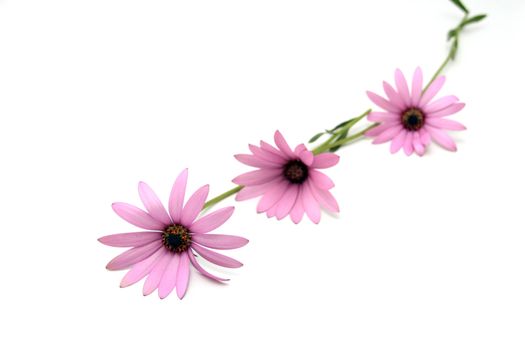 purple flowers over white background