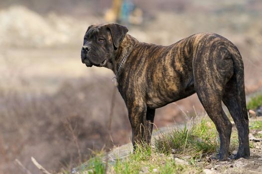 A standing bullmastiff.