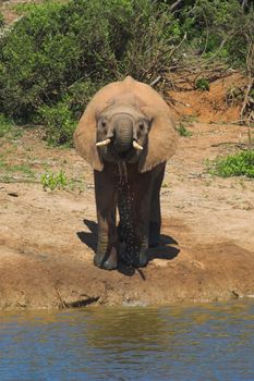 Thirsty Elephant drinking messy