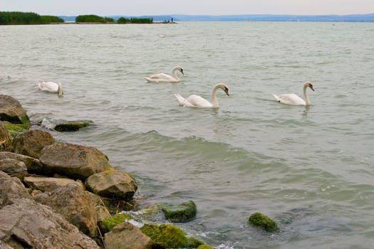 Swans on a lake, called Balaton.