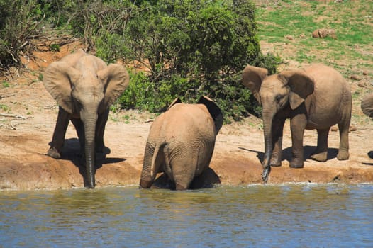 Drinking Elephants