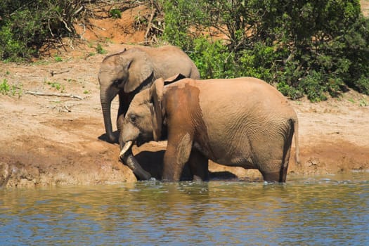 Elephants at the drinking hole