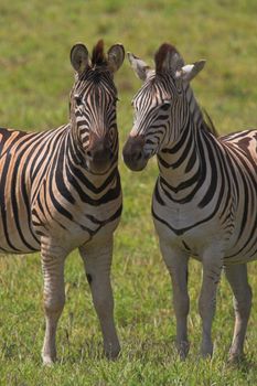 Zebra Pair