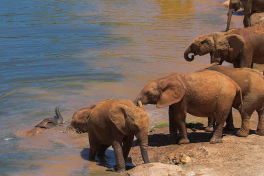 Drinking Elephants at the waterhole