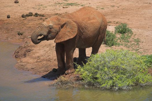 Elephant Drinking