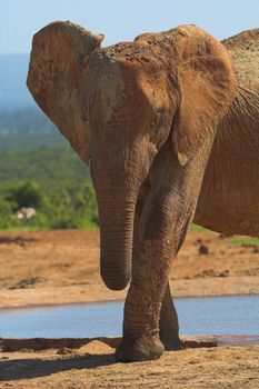 Elephant with different colour mud on it