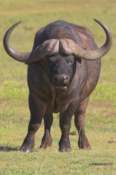 Cape Buffalo portrait