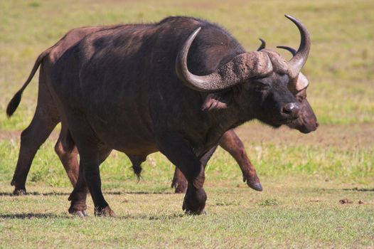 Buffalo walking on the African grass plains