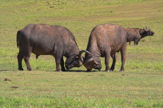 Buffalo fighting to establish dominance