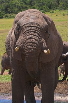 Elephant drinking