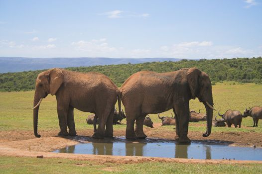 Elephant guarding the waterhole