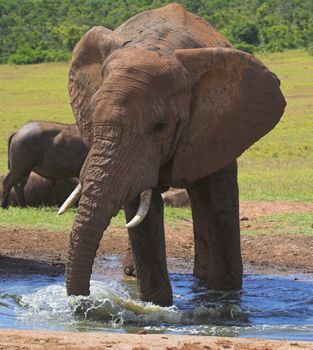 Elephant splashing around in the water