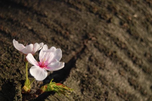 Fresh delicate Blossom of Cherry blossom against the dark brown of the tree trunk.