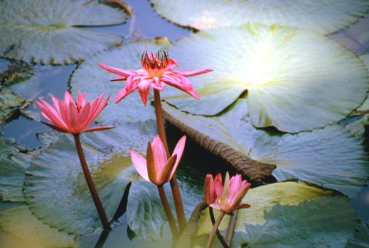 Lotus flower symbol of divine beauty seeks the sunlight.