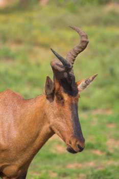 Red Hartebeest with a geneticly defect, crooked horn