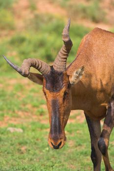 Red Hartebeest with a genetic defect