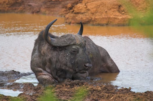 Old Buffalo cooling off in the water