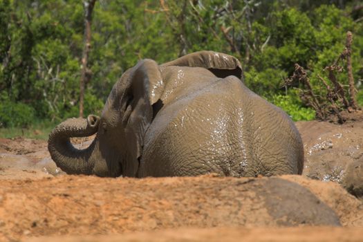African Elephant having a mud bath