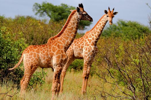 Giraffe in the African Bush