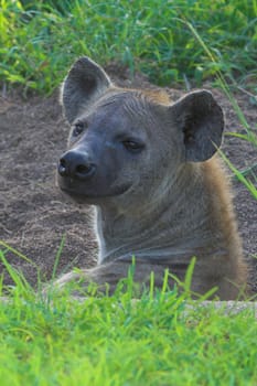 Hyena