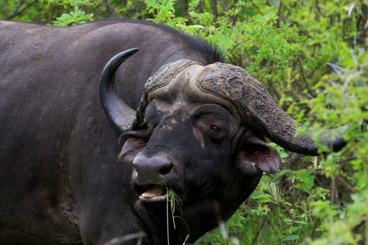 Cape buffalo feeding