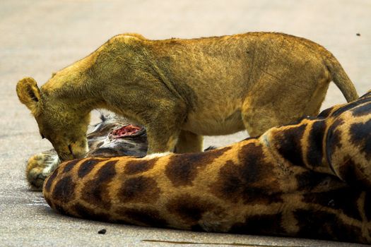 Lion Cub Feeding