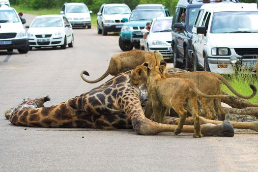 African Traffic Jam