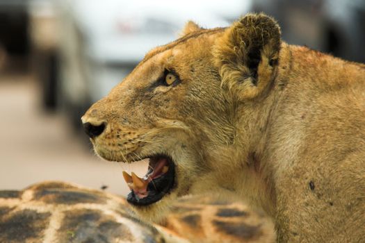 Angry Lioness