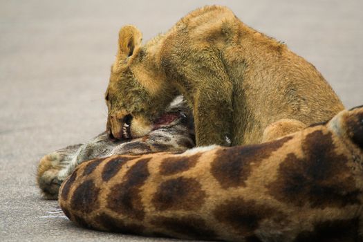 Cub Feeding