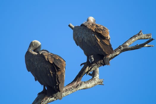 Vultures sleeping high up on a branch