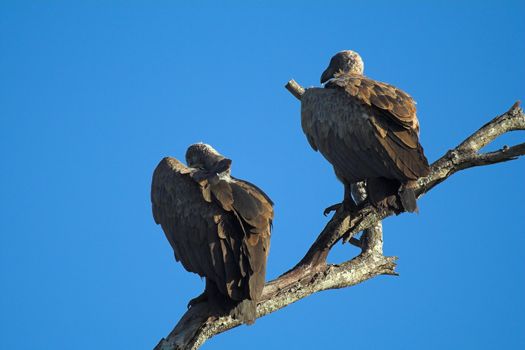 Vultures sitting high up on a branch