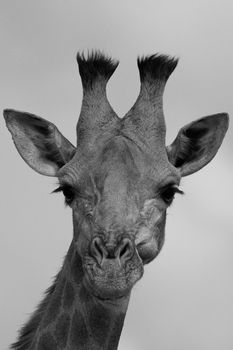 Giraffe Close Up