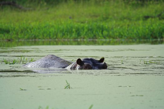 Hippo semi submerged in a pond
