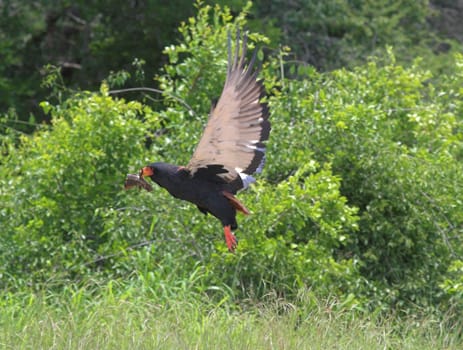 Bateleur Eagle flying off with half a lizzard in its beak