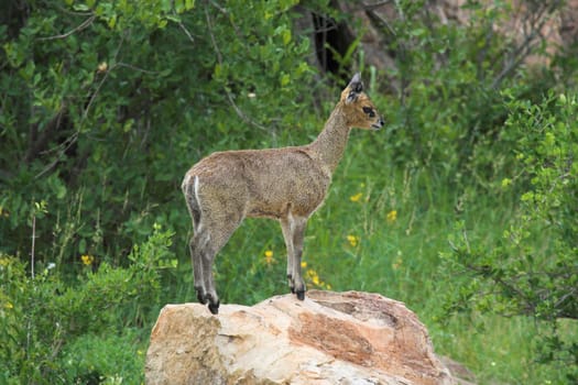Klipspringer standing on a rock